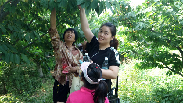 “Nhặt cherry” tại An Dã năm 2015 tháng 5